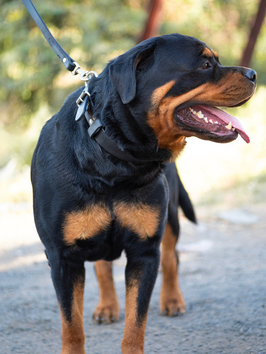 Agitation Leather Dog Collar