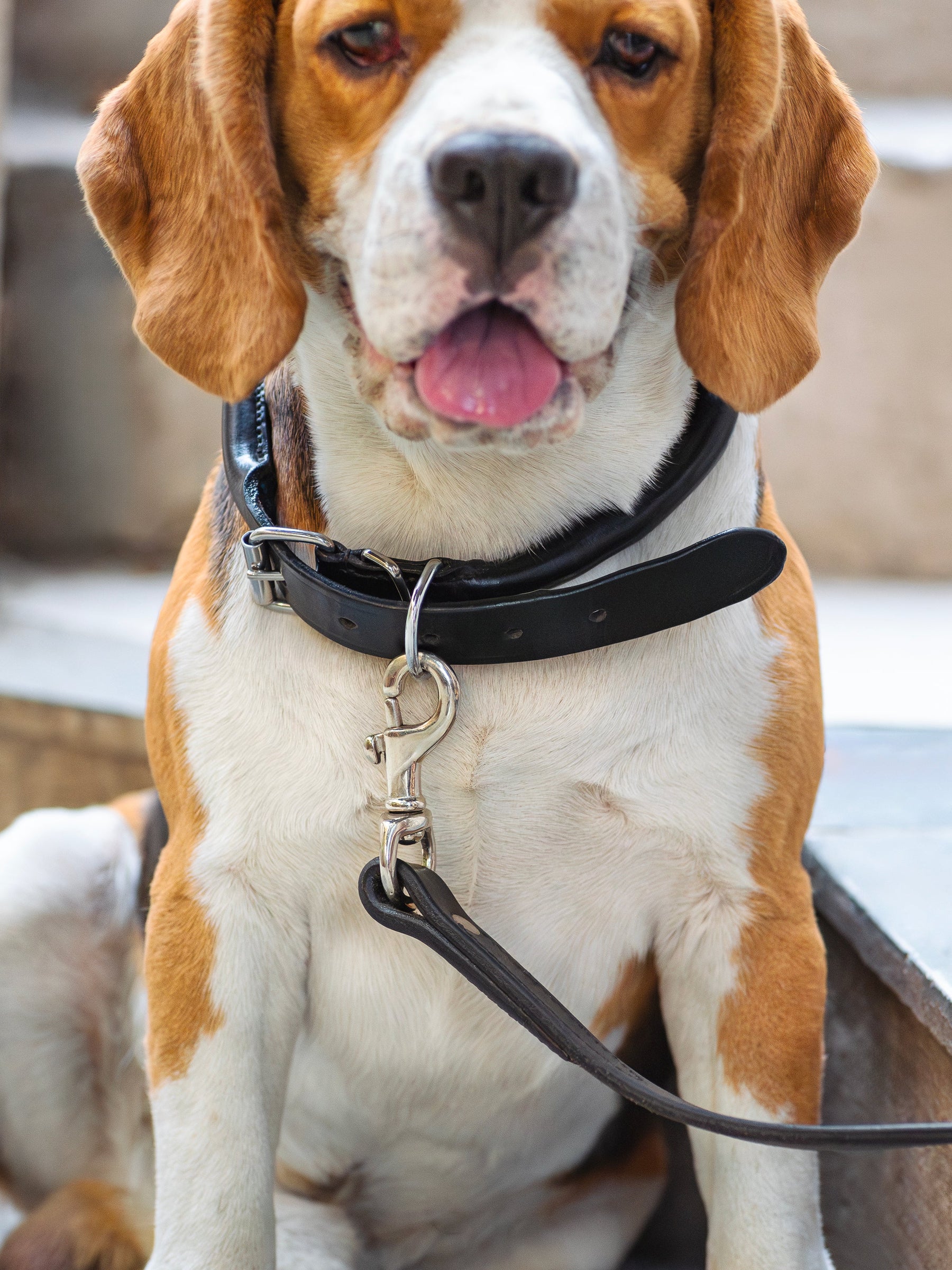 Rolled Leather Dog Collar Comfortable Round Collar, Durable Genuine ...