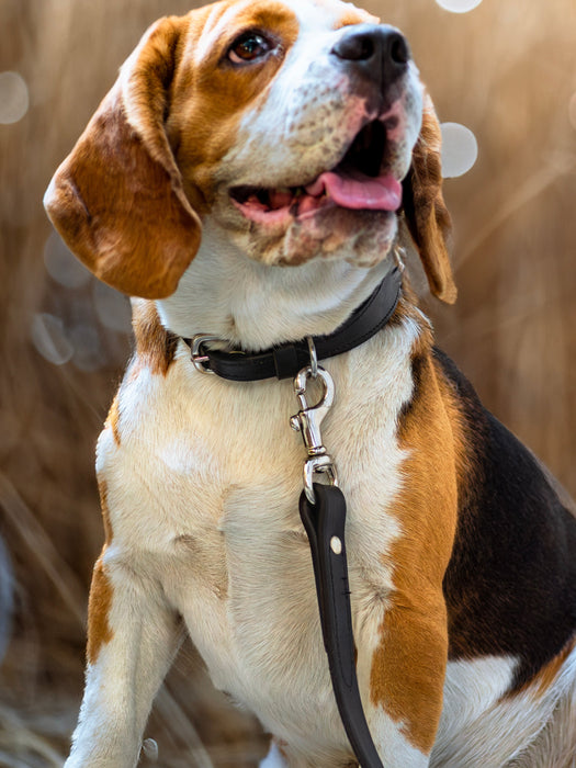 Leather Dog Leash