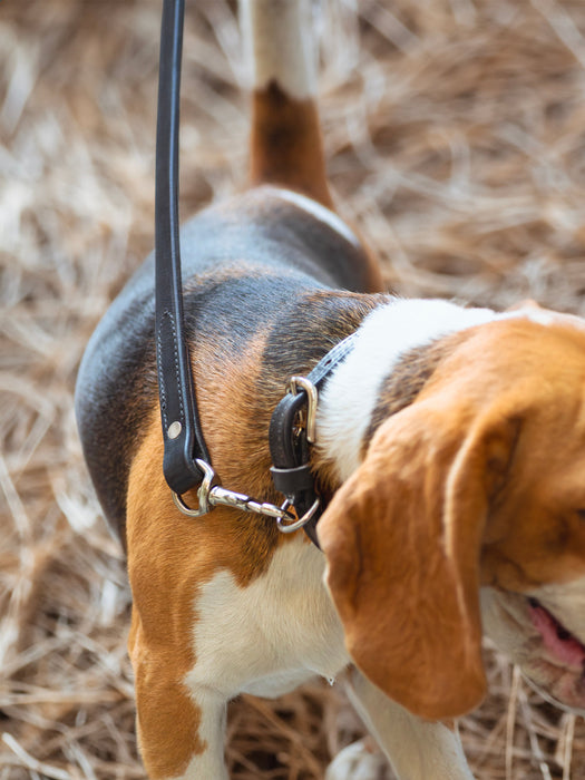 Leather Dog Leash