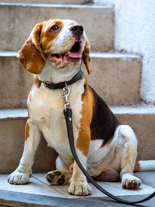 Leather Dog Leash