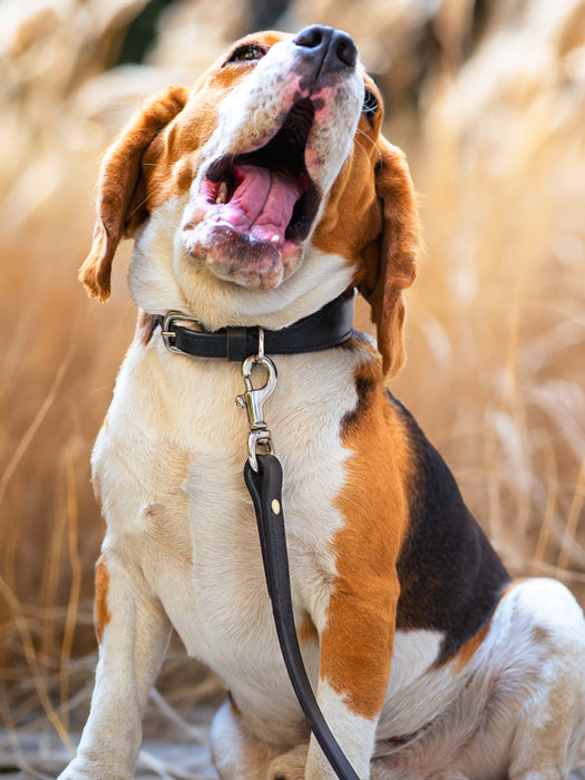 Leather Dog Leash