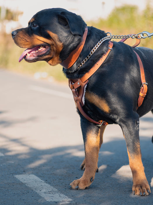 Tan Leather Dog Harness