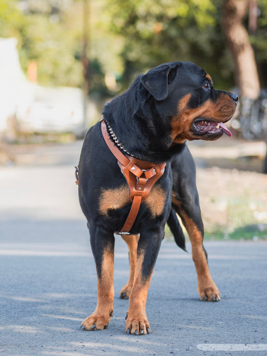 Tan Leather Dog Harness