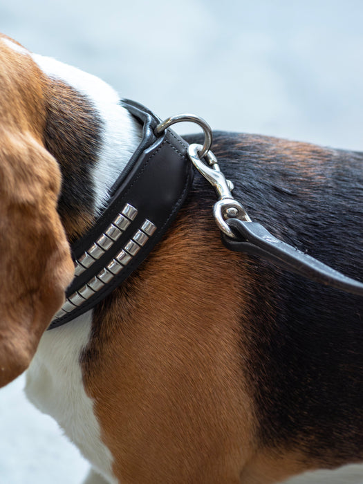 Leather Collar with Designer Studs