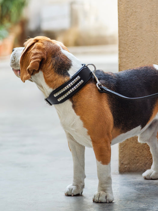 Leather Collar with Designer Studs