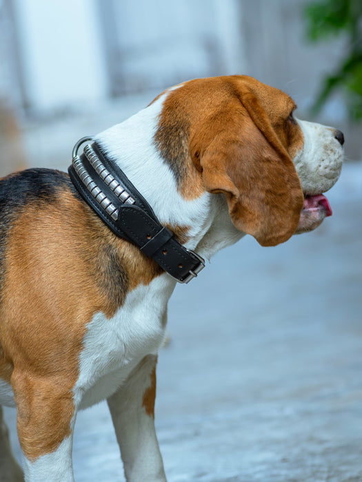 Leather Collar with Designer Studs